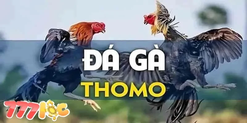 đá gà thomo đá gà thomo