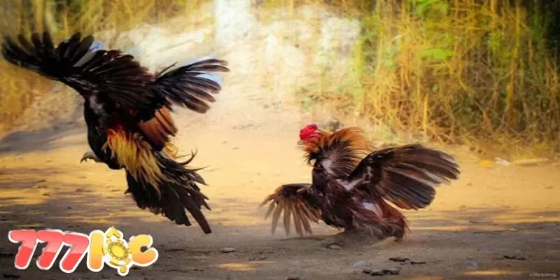 Đá gà cựa non